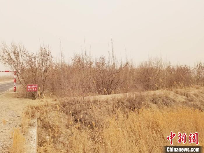 集沙生动植物、生态治理、生态旅游于一体的三五九生态画廊景区。戚亚平 摄 集沙生动植物、生态治理、生态旅游于一体的三五九生态画廊景区。戚亚平 摄