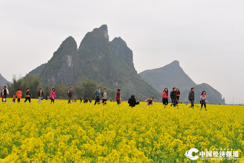 20油菜花香醉上林 蒙树华摄_副本.png