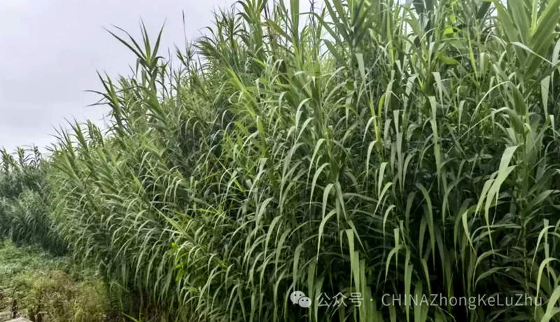 1724849335891699.jpg 1724849281587_副本.jpg