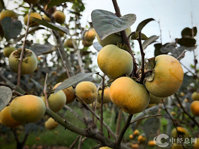 1728307723434503.jpg 6.jpg