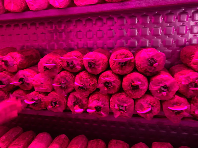 1731995274542566.jpg IMG_0285.JPG