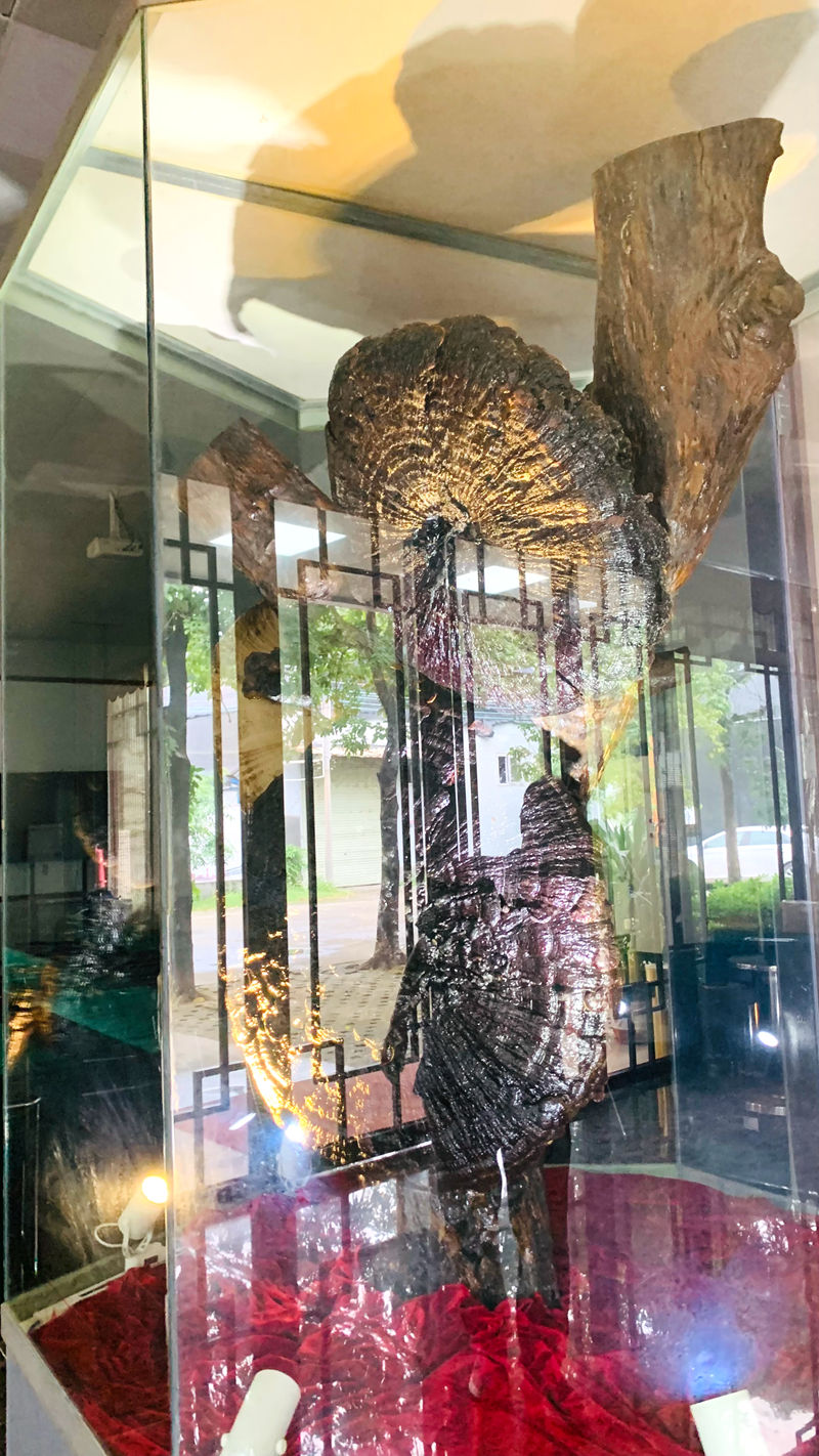 1731995336758786.jpg IMG_E0261.JPG