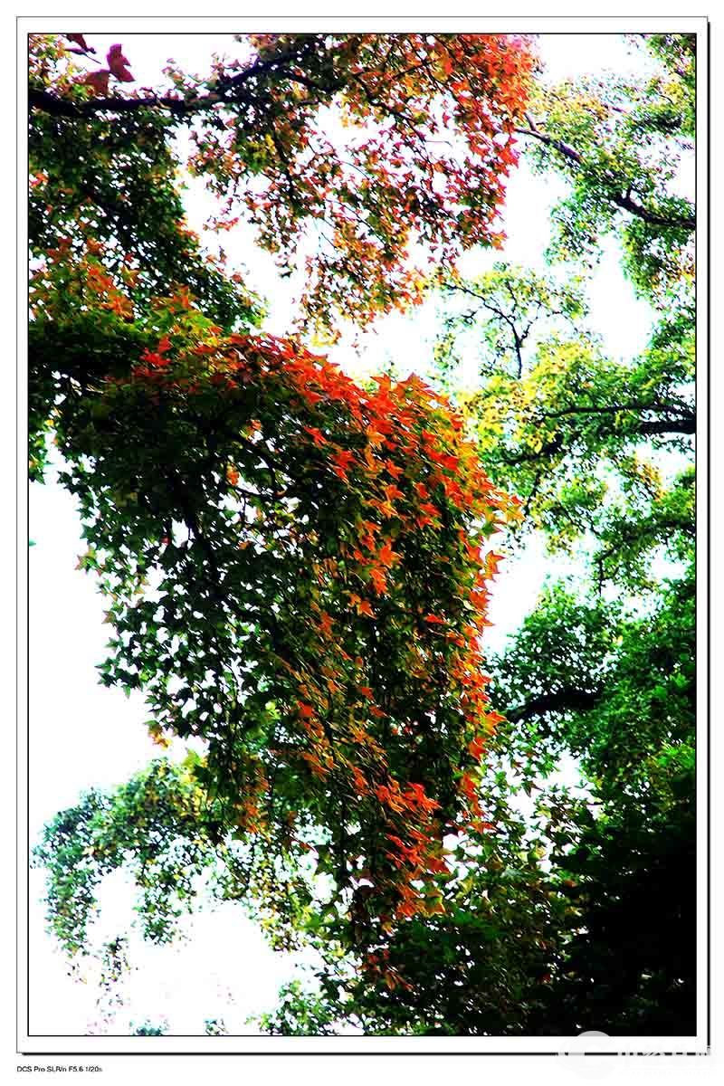 1735401517765949.jpg 10.jpg