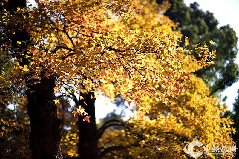 1735401651549452.jpg 17.jpg