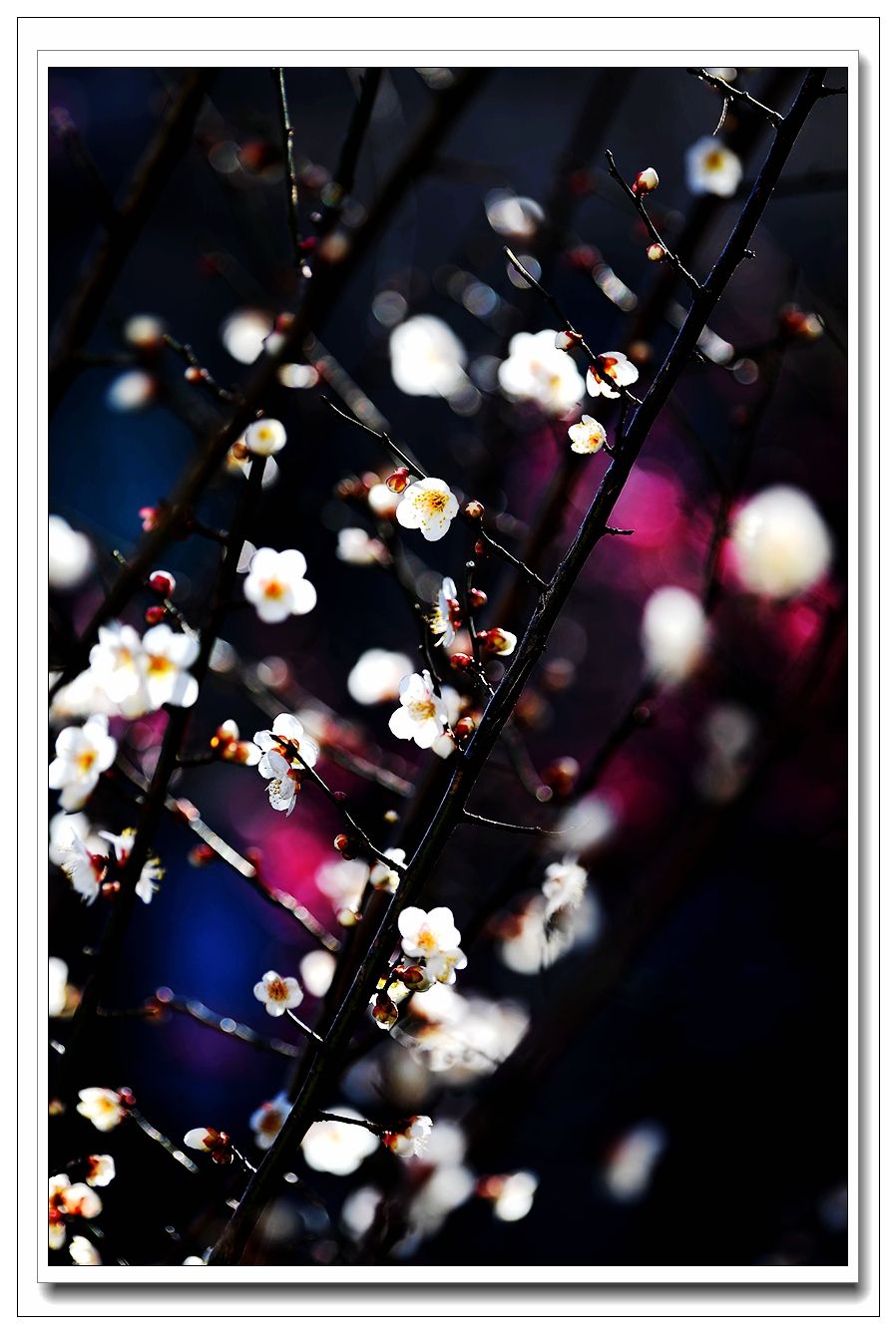 1739149904670260.jpg 12_副本.jpg