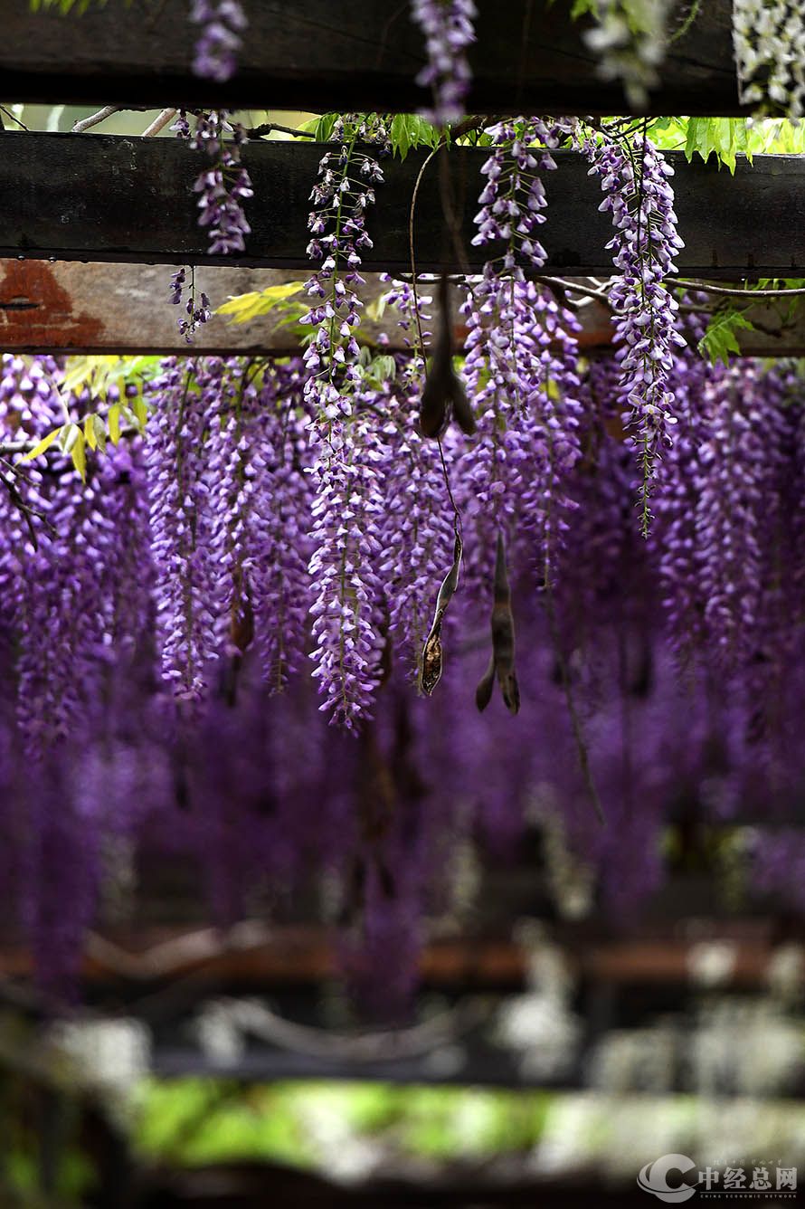 紫藤15.jpg