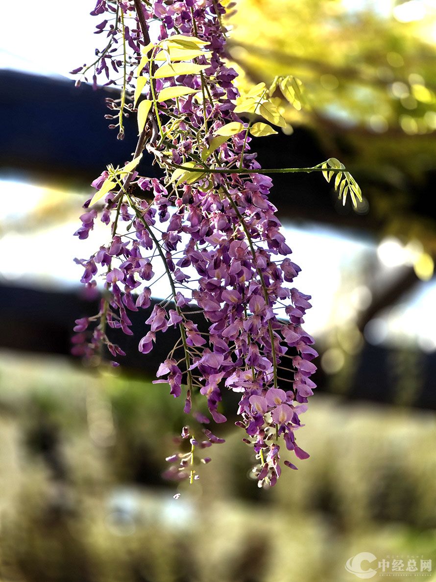 紫藤2.jpg