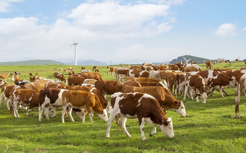 1767711240268956.jpg 8_副本.jpg