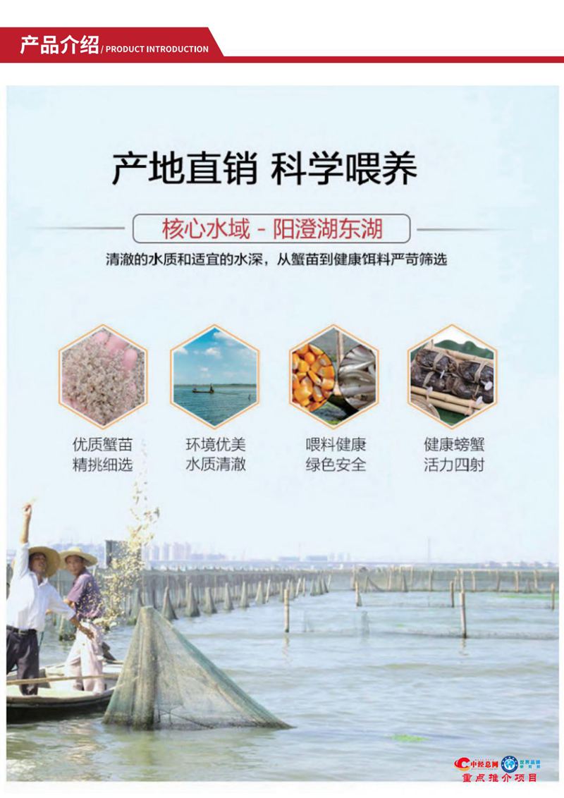 阳澄湖大闸蟹【中经总网优选推介】_12.jpg